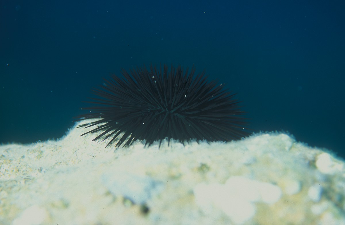 Arbacia lixula, Black Sea Urchin